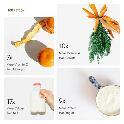 Pure Moringa Powder 500g – Natural Superfood for Energy, Immunity & Detox