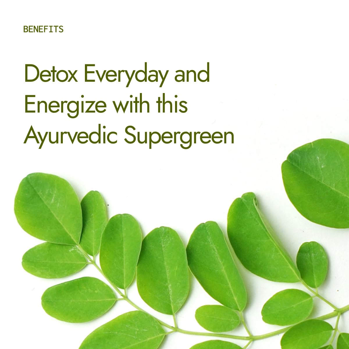 Pure Moringa Powder 500g – Natural Superfood for Energy, Immunity & Detox