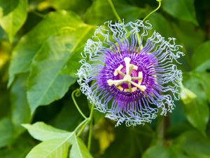 Passion Flower Extract